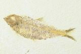 Fossil Fish (Knightia) - Wyoming #143429-1